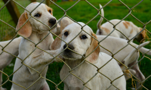 Puppies outdoors in a fenced yard.